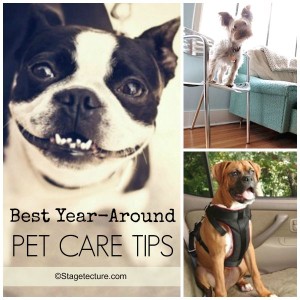 Stagetecture_Best Pet Care Tips