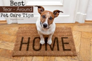 pet care tips dog home