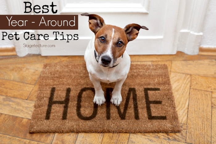 The Best Year-Around Pet Care Tips