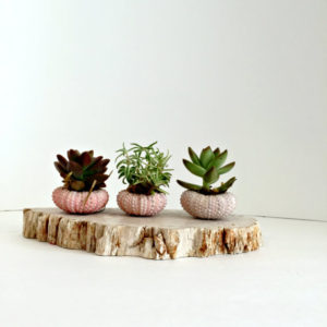 succulent-wedding-centerpiece-wedding-flowers