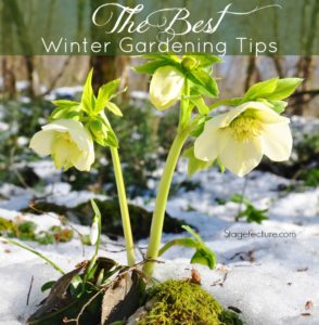 best winter gardening tips