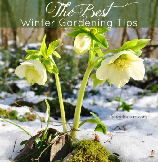 Winter Gardening: The Best Winter Plants and Gardening Tips