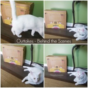 Tidy cat direct cat litter outtakes