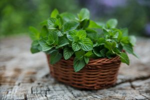 Natural Ways to Deter Pests