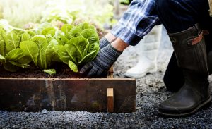 6 Veggies to Plant for a Fall Crop