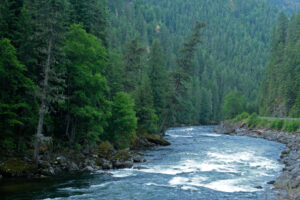 Lochsa River and forest, Selway Bitterroot Wilderness, Idaho, USA